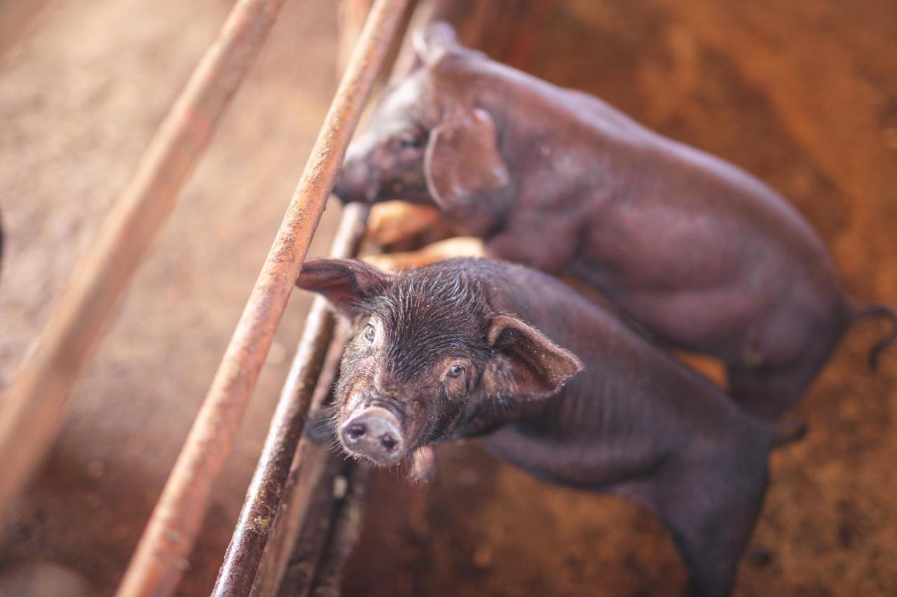 Hotel Fazenda Pacu Inhauma Zewnętrze zdjęcie
